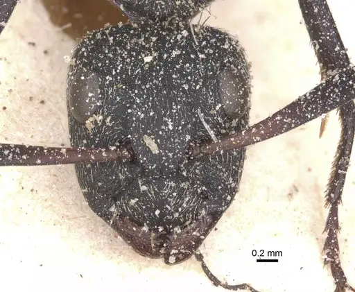 Camponotus perrisii - CASENT0911853