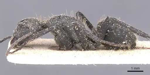 Camponotus perrisii - CASENT0911853