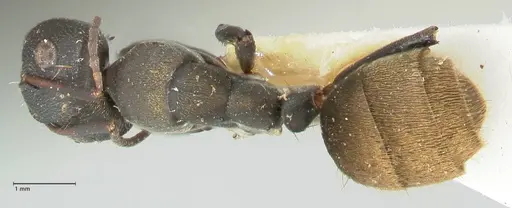 Camponotus perrisii - FOCOL2318