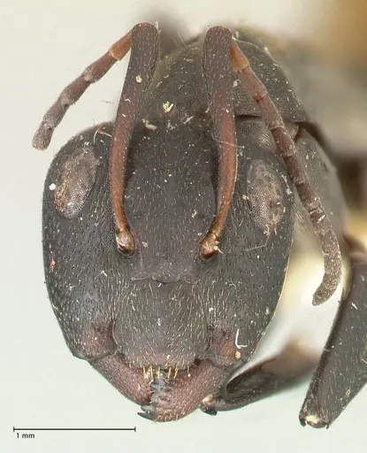 Camponotus perrisii - FOCOL2318