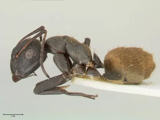 Camponotus perrisii - FOCOL2318