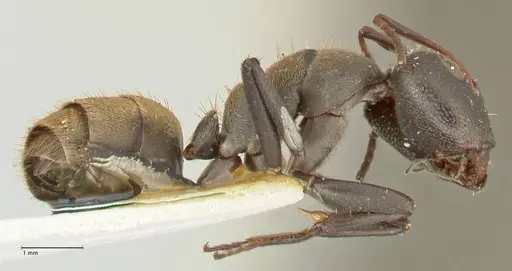 Camponotus perrisii - FOCOL2318