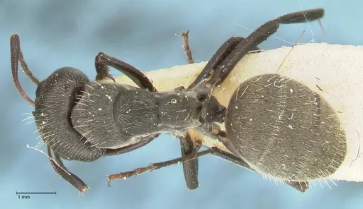 Camponotus perrisii - FOCOL2320