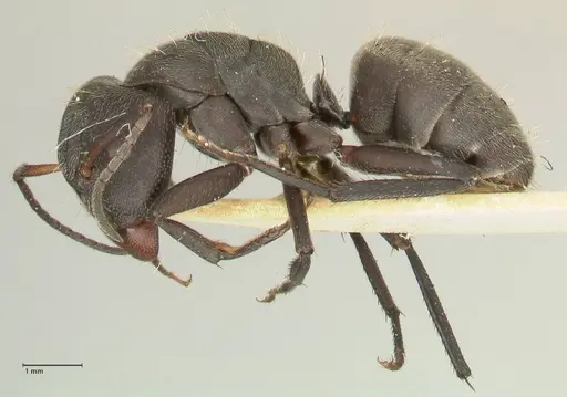 Camponotus perrisii - FOCOL2320