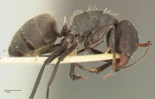 Camponotus perrisii - FOCOL2320