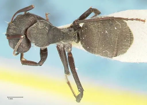 Camponotus perrisii - FOCOL2321