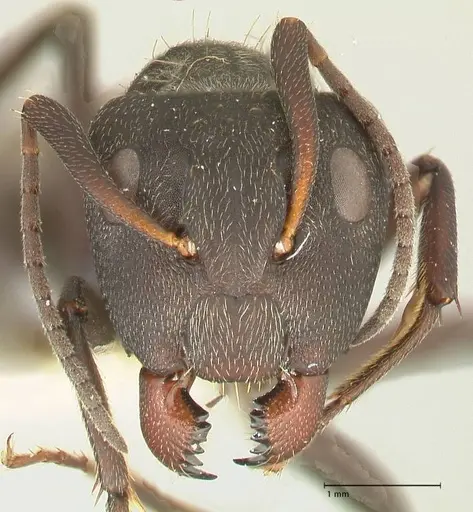 Camponotus perrisii - FOCOL2321
