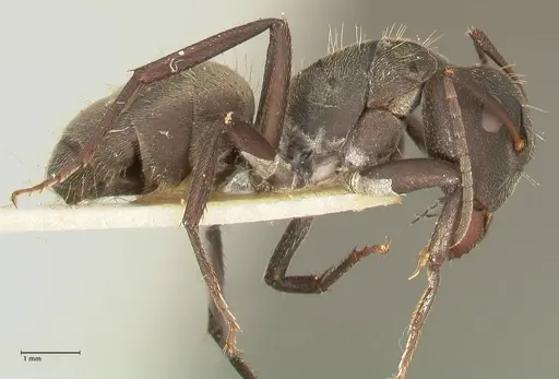 Camponotus perrisii - FOCOL2321