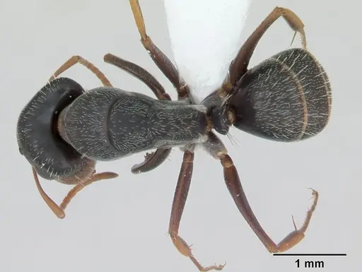 Camponotus personatus specimen