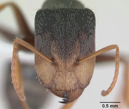 Camponotus personatus specimen