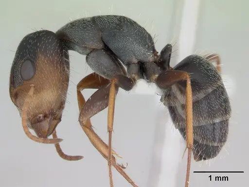 Camponotus personatus specimen