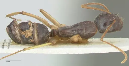 Camponotus peseshus specimen