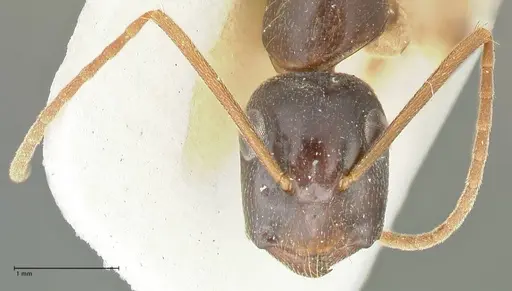 Camponotus peseshus specimen