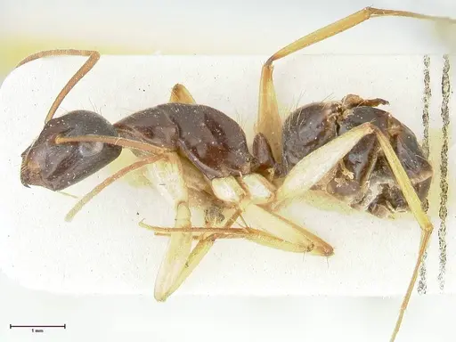 Camponotus peseshus specimen