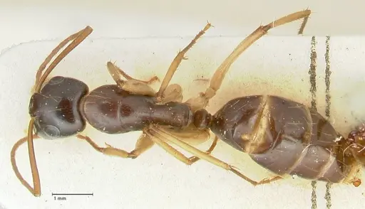 Camponotus peseshus - FOCOL2256
