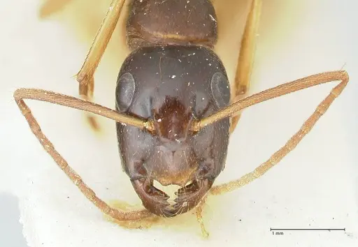 Camponotus peseshus - FOCOL2256