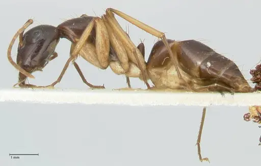 Camponotus peseshus - FOCOL2256