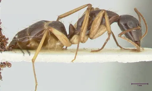 Camponotus peseshus - FOCOL2256