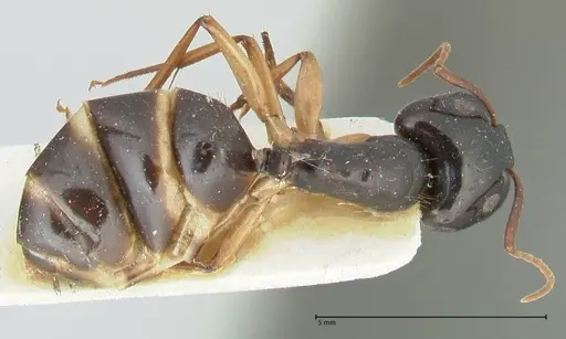 Camponotus peseshus - FOCOL2257