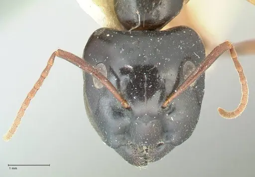 Camponotus peseshus - FOCOL2257
