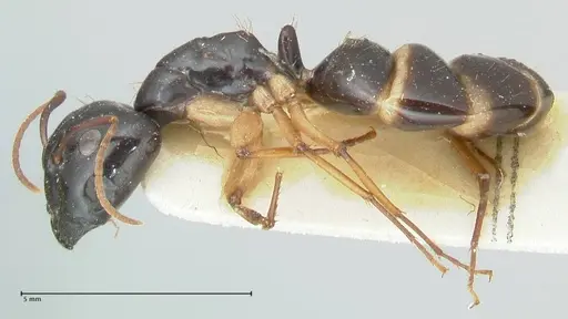 Camponotus peseshus - FOCOL2257