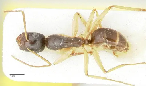 Camponotus peseshus - FOCOL2258