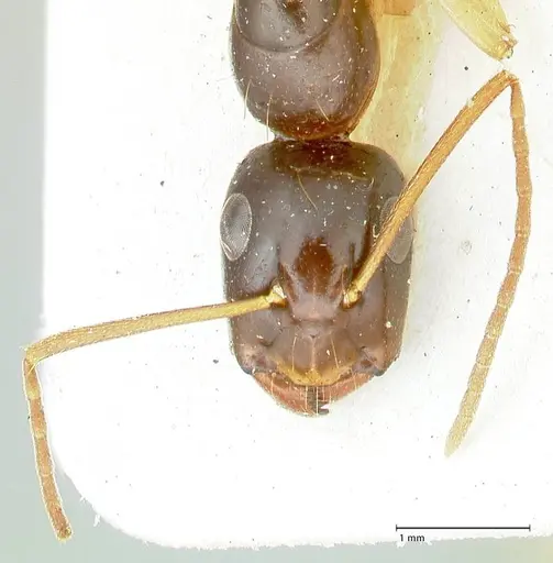 Camponotus peseshus - FOCOL2258