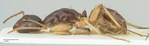 Camponotus peseshus - FOCOL2258