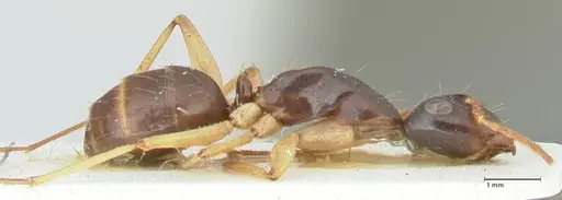 Camponotus peseshus - FOCOL2258