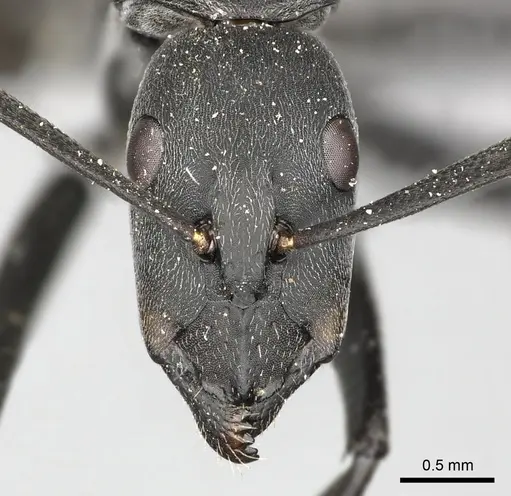 Camponotus petersii specimen