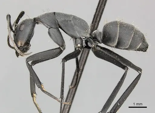 Camponotus petersii specimen