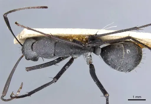 Camponotus petersii - CASENT0905363