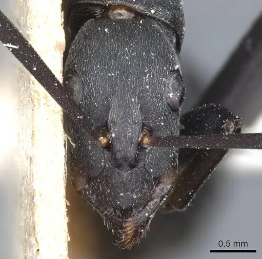 Camponotus petersii - CASENT0905363