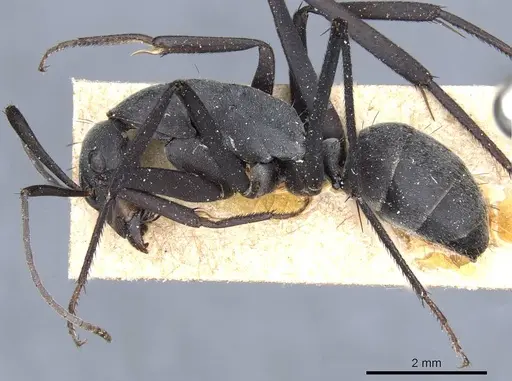 Camponotus petersii - CASENT0905363