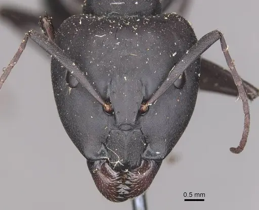 Camponotus petersii - CASENT0910319