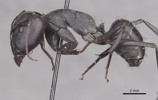 Camponotus petersii - CASENT0910319