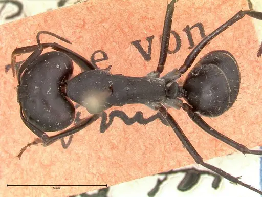 Camponotus petersii - FOCOL0562