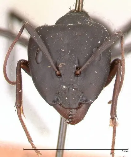 Camponotus petersii - FOCOL0562