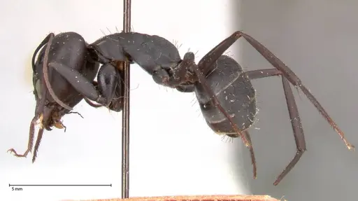 Camponotus petersii - FOCOL0562