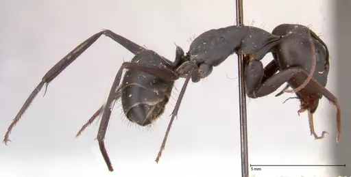 Camponotus petersii - FOCOL0562