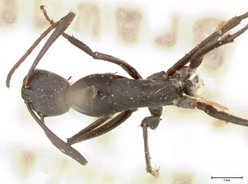 Camponotus petersii - FOCOL0563