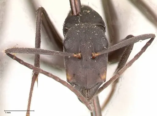 Camponotus petersii - FOCOL0563