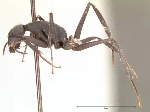 Camponotus petersii - FOCOL0563