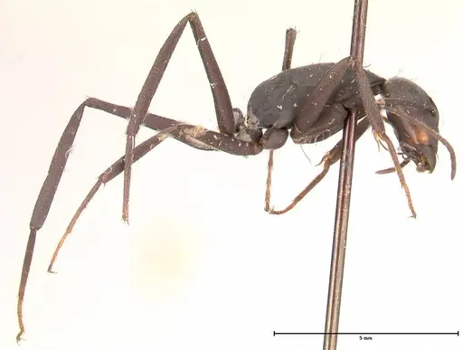 Camponotus petersii - FOCOL0563