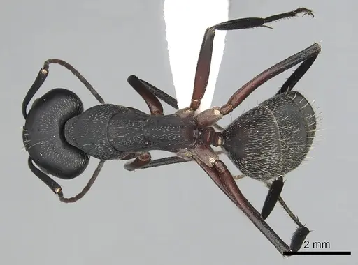 Camponotus pexus specimen