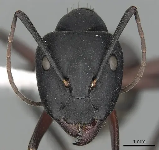 Camponotus pexus specimen