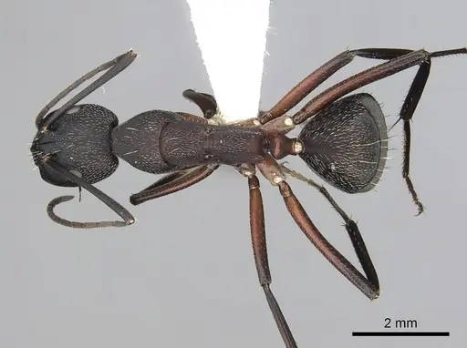 Camponotus pexus - CASENT0249974