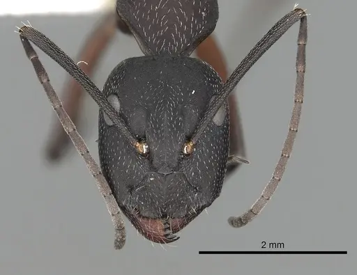 Camponotus pexus - CASENT0249974