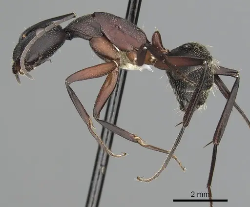 Camponotus pexus - CASENT0249974