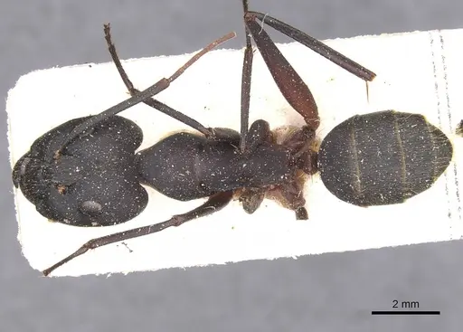 Camponotus pexus - CASENT0911773